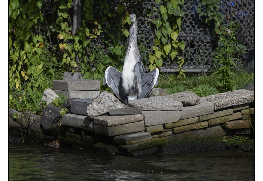 20250823-Sail-Sloeproeien-301